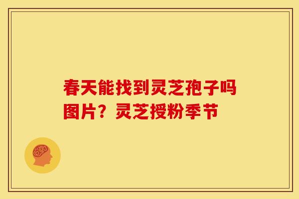 春天能找到灵芝孢子吗图片？灵芝授粉季节