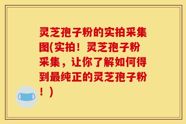 灵芝孢子粉的实拍采集图(实拍！灵芝孢子粉采集，让你了解如何得到纯正的灵芝孢子粉！)