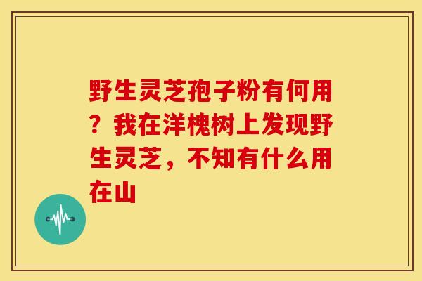 野生灵芝孢子粉有何用？我在洋槐树上发现野生灵芝，不知有什么用在山