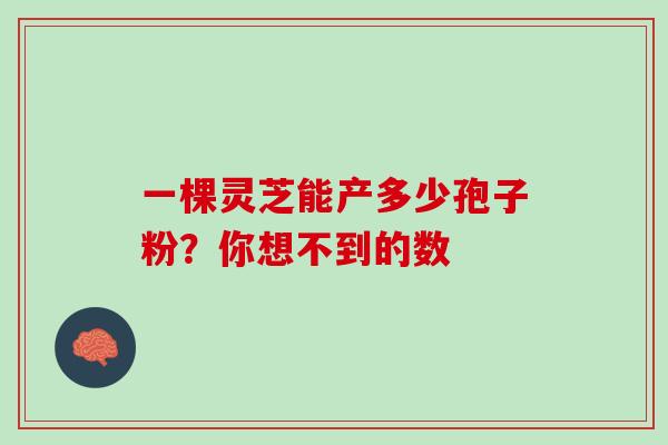 一棵灵芝能产多少孢子粉？你想不到的数