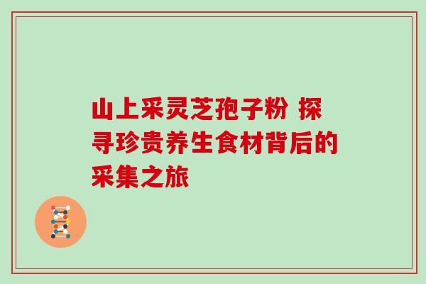 山上采灵芝孢子粉 探寻珍贵养生食材背后的采集之旅