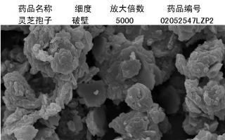灵芝孢子粉的破壁率重要吗？还是评判灵芝孢子粉优劣的标准吗？
