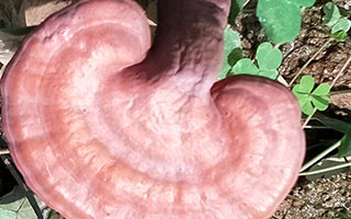 贴秋膘用灵芝孢子粉，如何分辨灵芝孢子粉和破壁灵芝孢子粉？