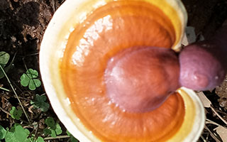 吃灵芝孢子粉会引起胃胀吗？是正常的嘛？