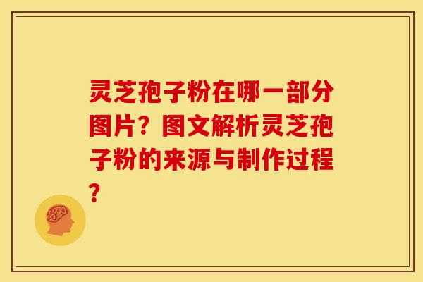 灵芝孢子粉在哪一部分图片？图文解析灵芝孢子粉的来源与制作过程？