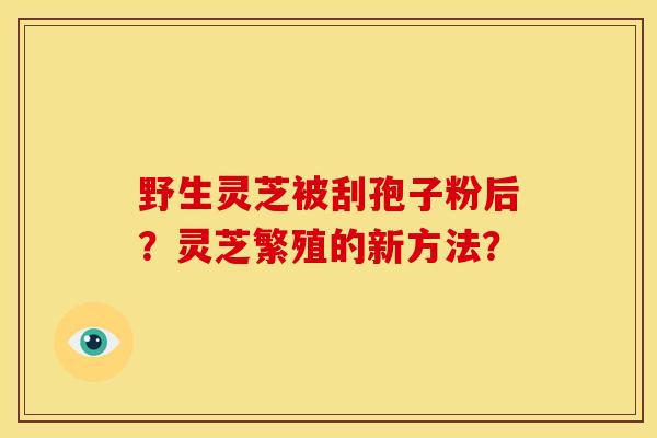 野生灵芝被刮孢子粉后?灵芝繁殖的新方法? 野生灵芝被刮孢子粉后?灵芝繁殖的新方法?