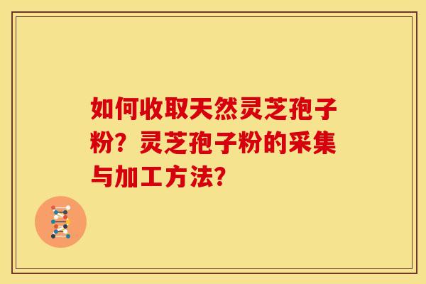 如何收取天然灵芝孢子粉？灵芝孢子粉的采集与加工方法？