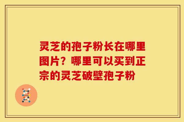 灵芝的孢子粉长在哪里图片？哪里可以买到正宗的灵芝破壁孢子粉