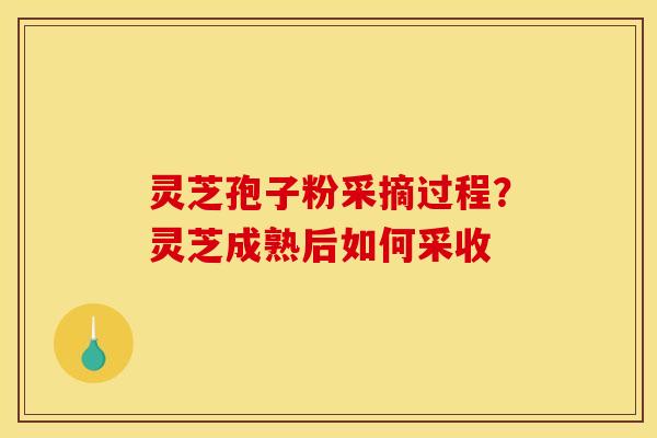 灵芝孢子粉采摘过程?灵芝成熟后如何采收 灵芝孢子粉采摘过程?灵芝成熟后如何采收