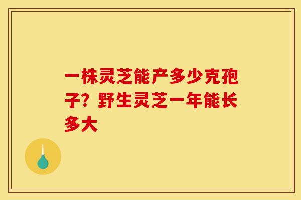 一株灵芝能产多少克孢子?野生灵芝一年能长多大 一株灵芝能产多少克孢子?野生灵芝一年能长多大