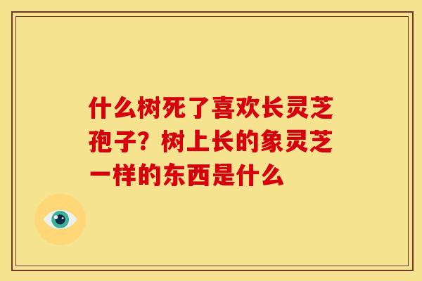 什么树死了喜欢长灵芝孢子?树上长的象灵芝一样的东西是什么 什么树死了喜欢长灵芝孢子?树上长的象灵芝一样的东西是什么