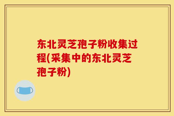 东北灵芝孢子粉收集过程(采集中的东北灵芝孢子粉) 东北灵芝孢子粉收集过程(采集中的东北灵芝孢子粉)