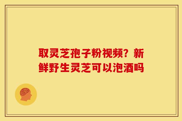 取灵芝孢子粉视频?新鲜野生灵芝可以泡酒吗 取灵芝孢子粉视频?新鲜野生灵芝可以泡酒吗