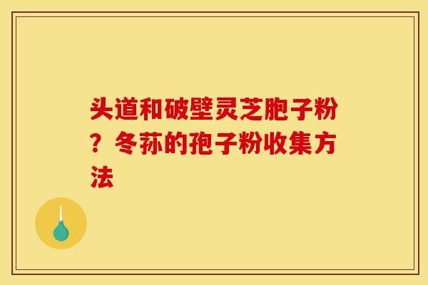 头道和破壁灵芝胞子粉?冬荪的孢子粉收集方法 头道和破壁灵芝胞子粉?冬荪的孢子粉收集方法