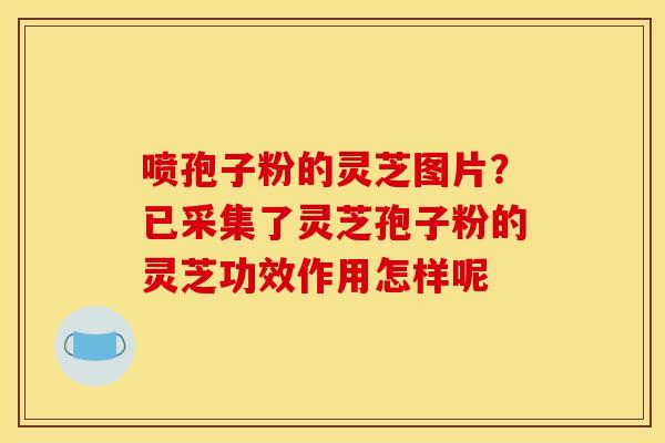 喷孢子粉的灵芝图片?已采集了灵芝孢子粉的灵芝功效作用怎样呢 喷孢子粉的灵芝图片?已采集了灵芝孢子粉的灵芝功效作用怎样呢