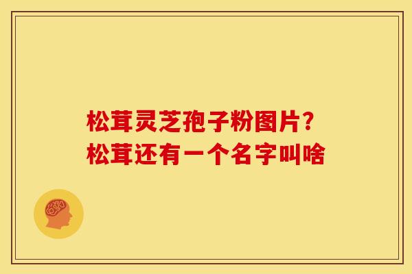 松茸灵芝孢子粉图片?松茸还有一个名字叫啥 松茸灵芝孢子粉图片?松茸还有一个名字叫啥