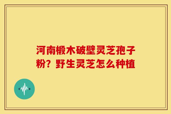河南椴木破壁灵芝孢子粉?野生灵芝怎么种植 河南椴木破壁灵芝孢子粉?野生灵芝怎么种植