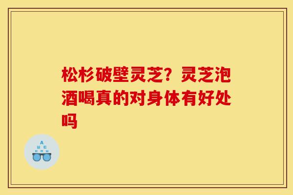 松杉破壁灵芝?灵芝泡酒喝真的对身体有好处吗 松杉破壁灵芝?灵芝泡酒喝真的对身体有好处吗
