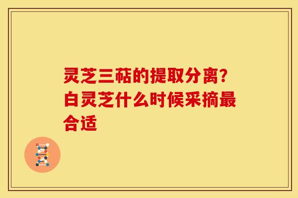 灵芝三萜的提取分离?白灵芝什么时候采摘合适 灵芝三萜的提取分离?白灵芝什么时候采摘合适