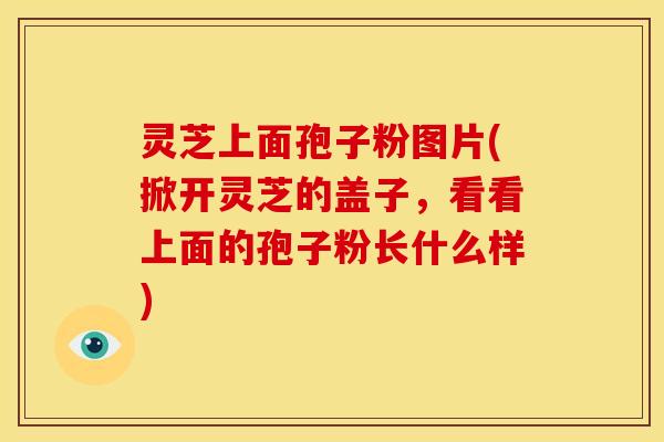 灵芝上面孢子粉图片(掀开灵芝的盖子,看看上面的孢子粉长什么样) 灵芝上面孢子粉图片(掀开灵芝的盖子,看看上面的孢子粉长什么样)
