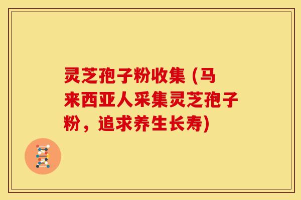 灵芝孢子粉收集 (马来西亚人采集灵芝孢子粉,追求养生长寿) 灵芝孢子粉收集 (马来西亚人采集灵芝孢子粉,追求养生长寿)
