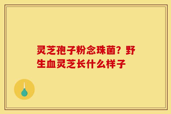 灵芝孢子粉念珠菌?野生灵芝长什么样子 灵芝孢子粉念珠菌?野生灵芝长什么样子