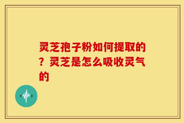 灵芝孢子粉如何提取的?灵芝是怎么吸收灵气的 灵芝孢子粉如何提取的?灵芝是怎么吸收灵气的