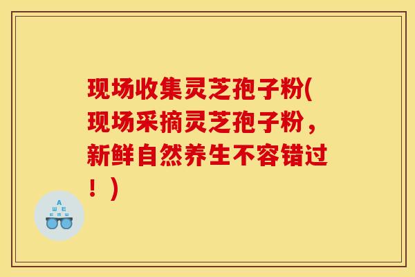 现场收集灵芝孢子粉(现场采摘灵芝孢子粉,新鲜自然养生不容错过!) 现场收集灵芝孢子粉(现场采摘灵芝孢子粉,新鲜自然养生不容错过!)