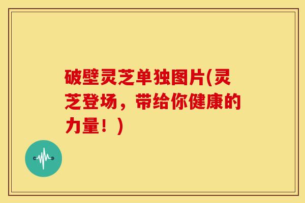 破壁灵芝单独图片(灵芝登场，带给你健康的力量！)