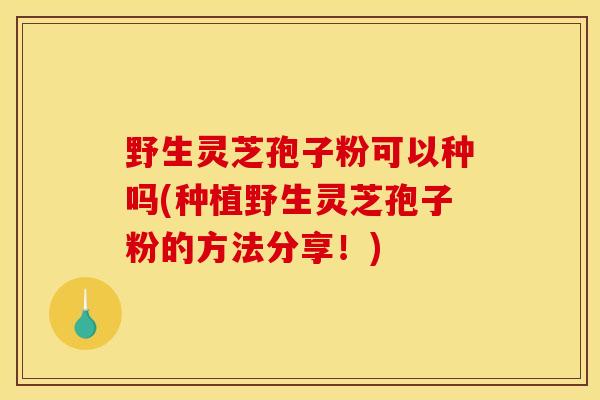 野生灵芝孢子粉可以种吗(种植野生灵芝孢子粉的方法分享!) 野生灵芝孢子粉可以种吗(种植野生灵芝孢子粉的方法分享!)