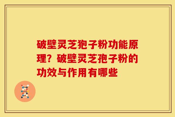 破壁灵芝狍子粉功能原理？破壁灵芝孢子粉的功效与作用有哪些