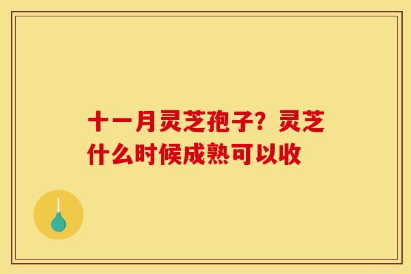 十一月灵芝孢子?灵芝什么时候成熟可以收 十一月灵芝孢子?灵芝什么时候成熟可以收