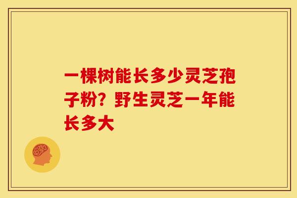 一棵树能长多少灵芝孢子粉?野生灵芝一年能长多大 一棵树能长多少灵芝孢子粉?野生灵芝一年能长多大