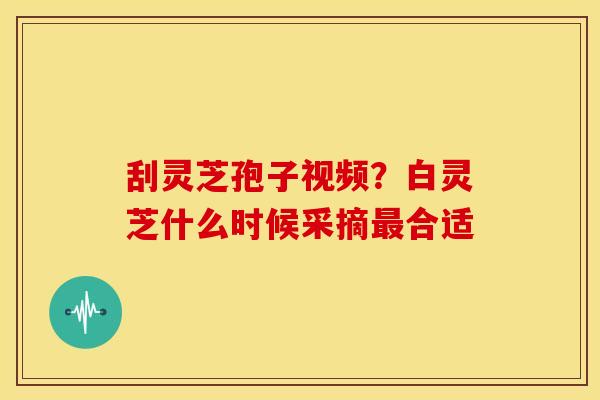 刮灵芝孢子视频?白灵芝什么时候采摘合适 刮灵芝孢子视频?白灵芝什么时候采摘合适