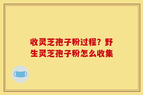 收灵芝孢子粉过程？野生灵芝孢子粉怎么收集