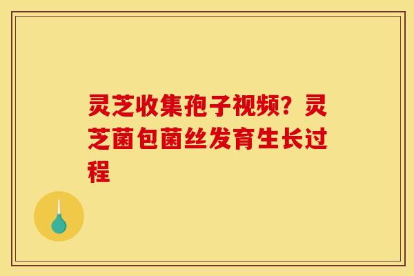 灵芝收集孢子视频?灵芝菌包菌丝发育生长过程 灵芝收集孢子视频?灵芝菌包菌丝发育生长过程
