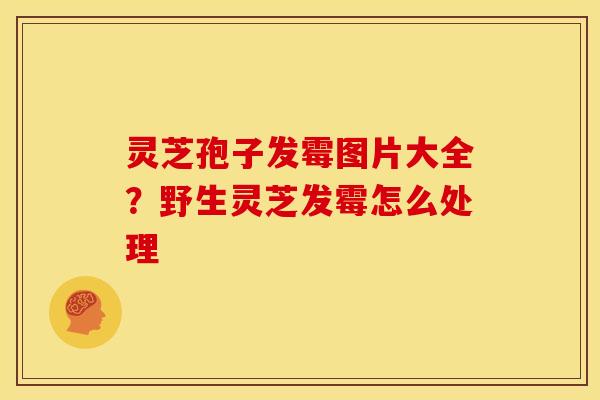 灵芝孢子发霉图片大全?野生灵芝发霉怎么处理 灵芝孢子发霉图片大全?野生灵芝发霉怎么处理