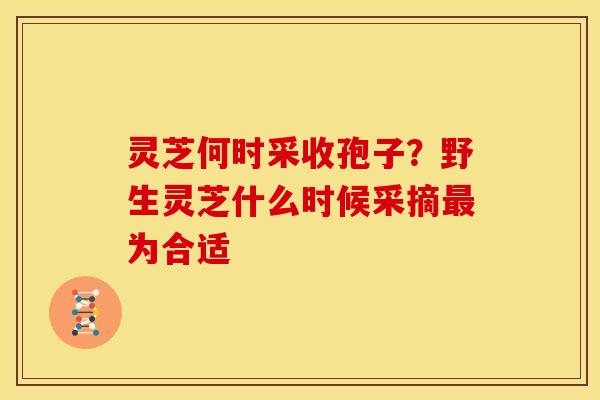 灵芝何时采收孢子?野生灵芝什么时候采摘为合适 灵芝何时采收孢子?野生灵芝什么时候采摘为合适