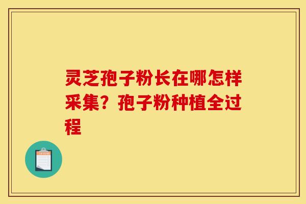 灵芝孢子粉长在哪怎样采集?孢子粉种植全过程 灵芝孢子粉长在哪怎样采集?孢子粉种植全过程
