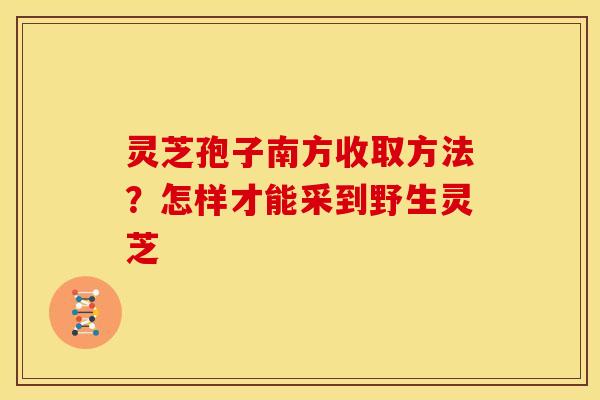 灵芝孢子南方收取方法？怎样才能采到野生灵芝