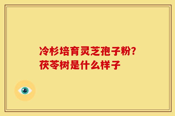 冷杉培育灵芝孢子粉?茯苓树是什么样子 冷杉培育灵芝孢子粉?茯苓树是什么样子