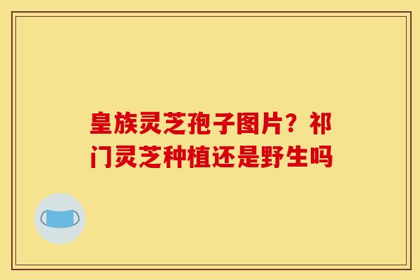 皇族灵芝孢子图片?祁门灵芝种植还是野生吗 皇族灵芝孢子图片?祁门灵芝种植还是野生吗