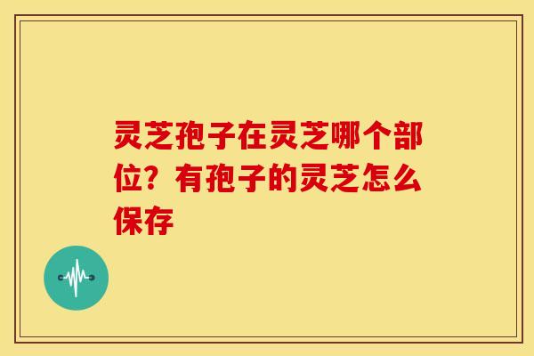 灵芝孢子在灵芝哪个部位?有孢子的灵芝怎么保存 灵芝孢子在灵芝哪个部位?有孢子的灵芝怎么保存