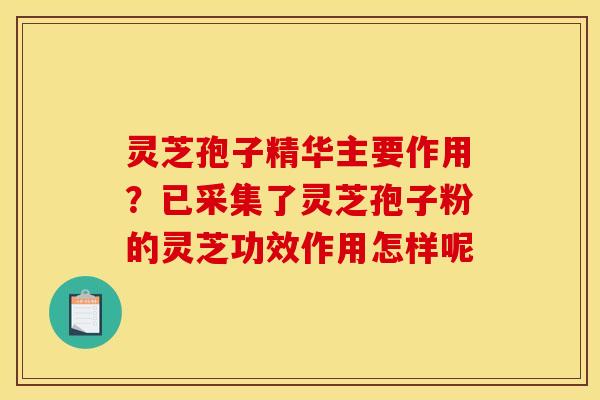 灵芝孢子精华主要作用?已采集了灵芝孢子粉的灵芝功效作用怎样呢 灵芝孢子精华主要作用?已采集了灵芝孢子粉的灵芝功效作用怎样呢