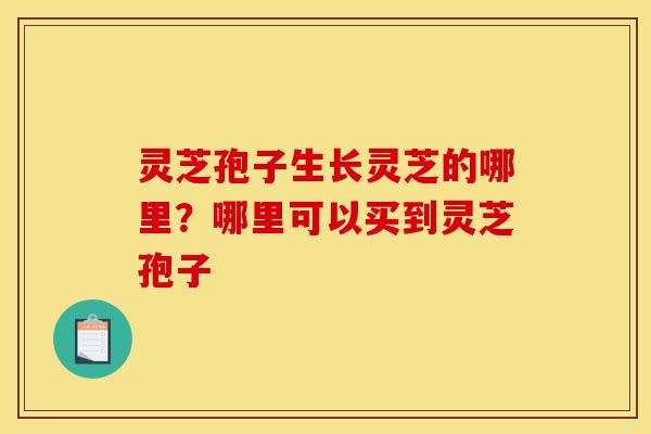 灵芝孢子生长灵芝的哪里?哪里可以买到灵芝孢子 灵芝孢子生长灵芝的哪里?哪里可以买到灵芝孢子