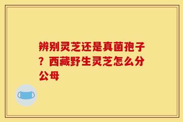 辨别灵芝还是真菌孢子?西藏野生灵芝怎么分公母 辨别灵芝还是真菌孢子?西藏野生灵芝怎么分公母