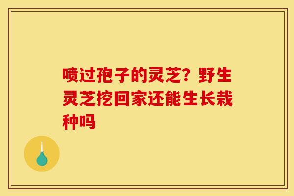 喷过孢子的灵芝?野生灵芝挖回家还能生长栽种吗 喷过孢子的灵芝?野生灵芝挖回家还能生长栽种吗