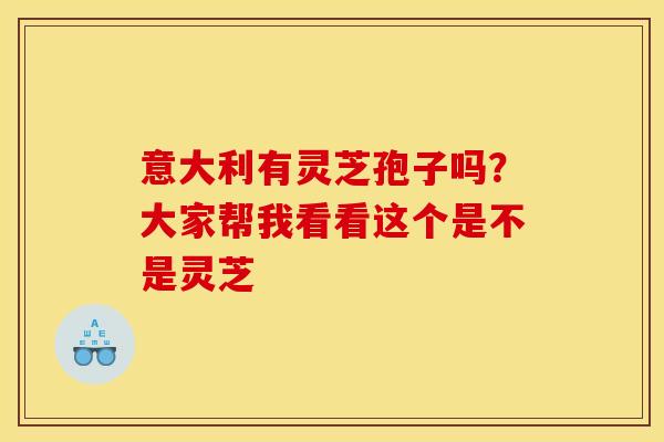 意大利有灵芝孢子吗？大家帮我看看这个是不是灵芝