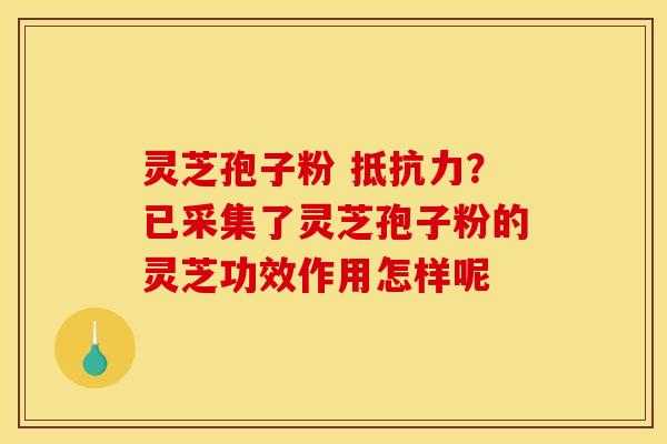 灵芝孢子粉 抵抗力?已采集了灵芝孢子粉的灵芝功效作用怎样呢 灵芝孢子粉 抵抗力?已采集了灵芝孢子粉的灵芝功效作用怎样呢