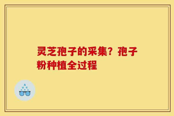 灵芝孢子的采集?孢子粉种植全过程 灵芝孢子的采集?孢子粉种植全过程